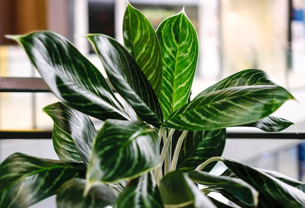 Décoration d&#39;arbre vert dans l&#39;immeuble de bureaux