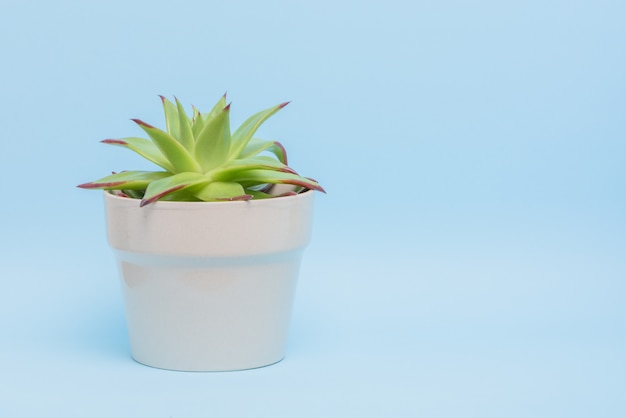 Décoration de bureau: Plante succulente fraîche isolée sur fond bleu clair