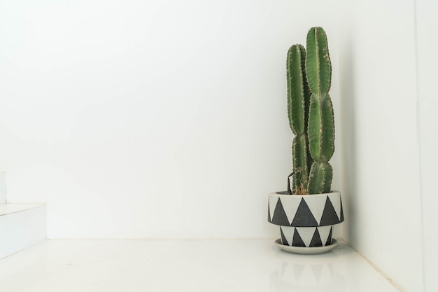 décoration de cactus à la maison