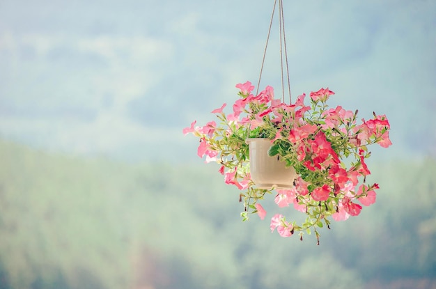 Décoration de chambre avec une plante