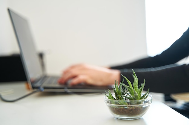 Décoration élégante de l'intérieur blanc du lieu de travail avec de petites plantes vertes