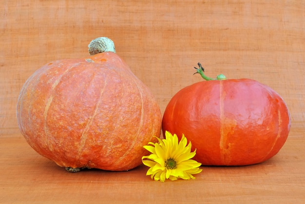 Décoration sur fond orange avec des citrouilles et une fleur de marguerite