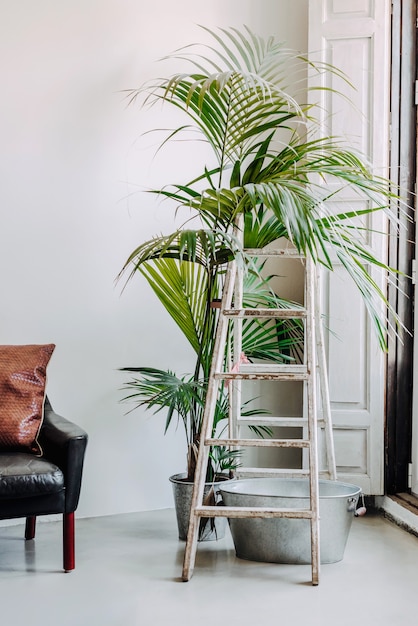 Décoration avec Forsteriana et escabeau à la maison