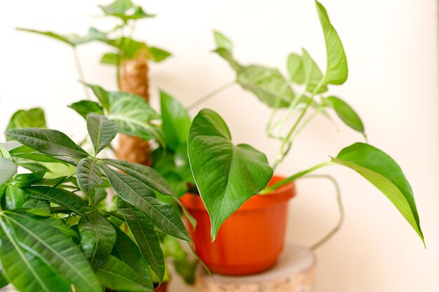 Décoration d'intérieur et concept d'amateur d'arbres plantes d'intérieur