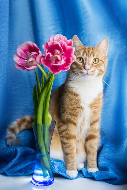 Photo décoration intérieure de la maison bouquet de tulipes dans un vase et chat de gingembre