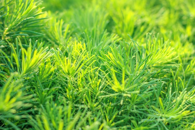 Décoration de jardin herbe vivace au soleil