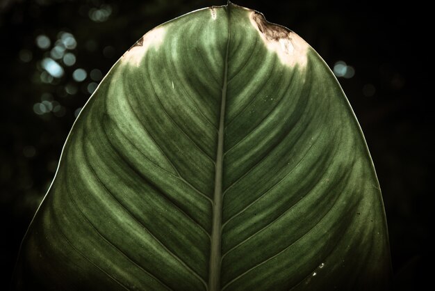 Décoration macro feuille vert feuille.