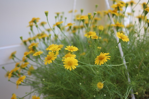 Décoration de la maison avec petite fleur jaune