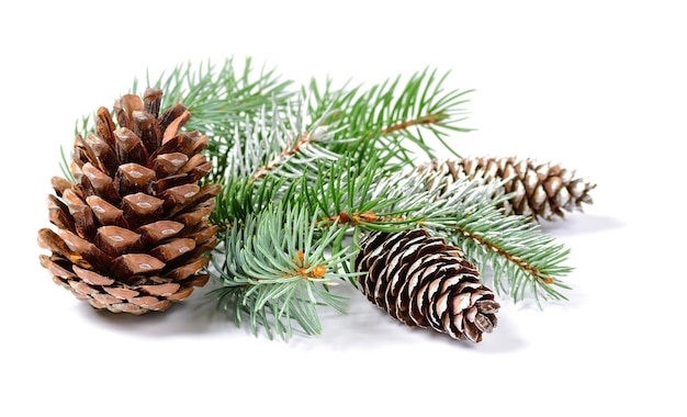 Décoration de Noël avec sapin et cônes isolés sur fond blanc