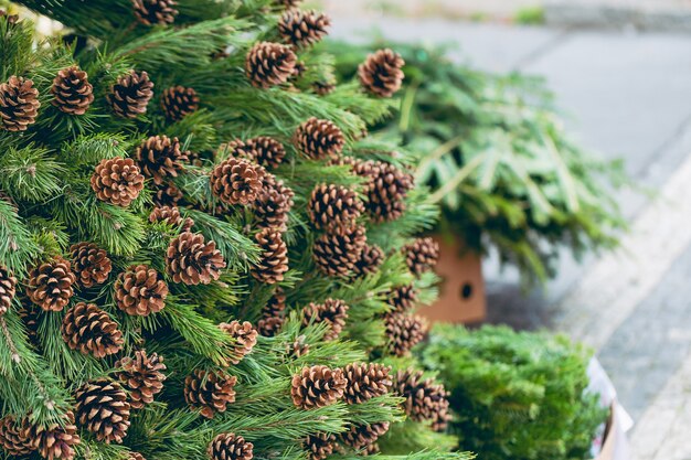 Décoration de Noël simple dans une boutique de sapin de Noël branches de pin avec des pommes de pin naturelles dans une boîte ...