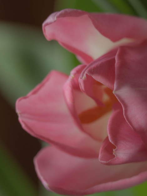 Décoration de printemps tulipes carte postale brume douce floue