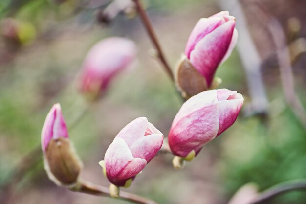 Décoration de quelques fleurs de magnolia fleur de magnolia rose Magnolia