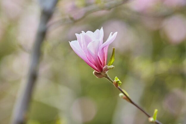 Décoration de quelques fleurs de magnolia fleur de magnolia rose Magnolia