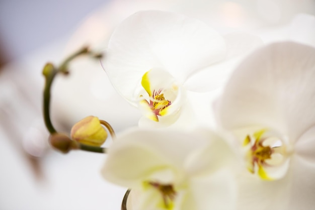 Décoration de table de mariage avec orchidée