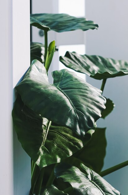 Décoration végétale de feuilles vertes dans un intérieur blanc moderne