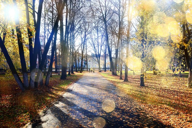 décoration vue sur le parc d'automne, fond d'écran saison jaune d'automne