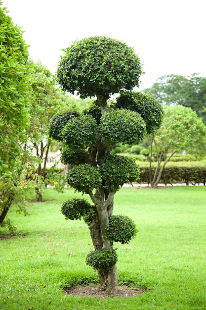 Décorations d&#39;arbre.