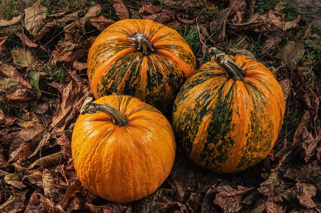 Décorations de fête d'Halloween Concept de préparation Citrouille sur le sol entourée de feuilles sèches d'automne