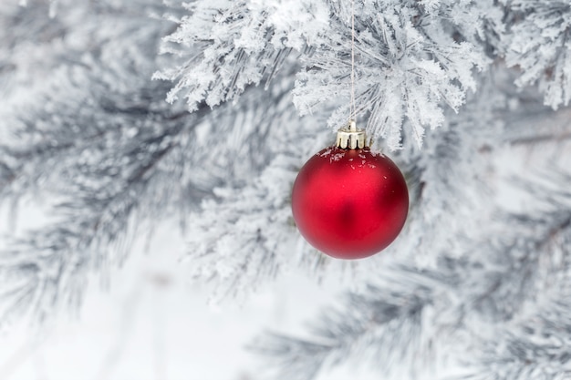 Décorations de Noël sur la branche de pin