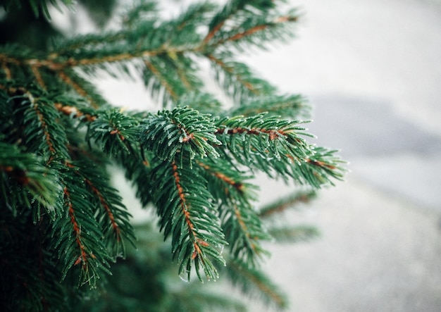 Décorations de Noël sur fond blanc