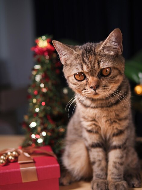 Décorations pour le chat et le Nouvel An Arbre de Noël et boîte à cadeaux rouge fond blanc