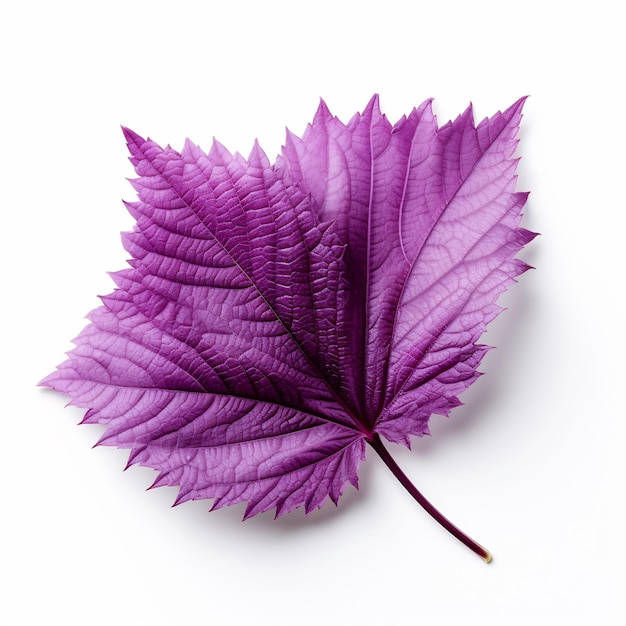 Décorations professionnelles de feuilles fleurs propres isolées et élégantes TopView beauté feuilles naturelles