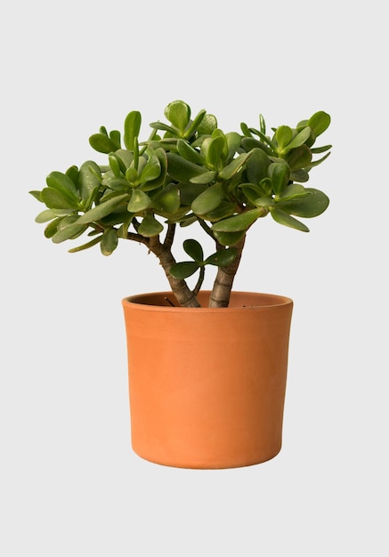 Découper la plante d'arbre de jade dans une décoration de maison en pot isolée