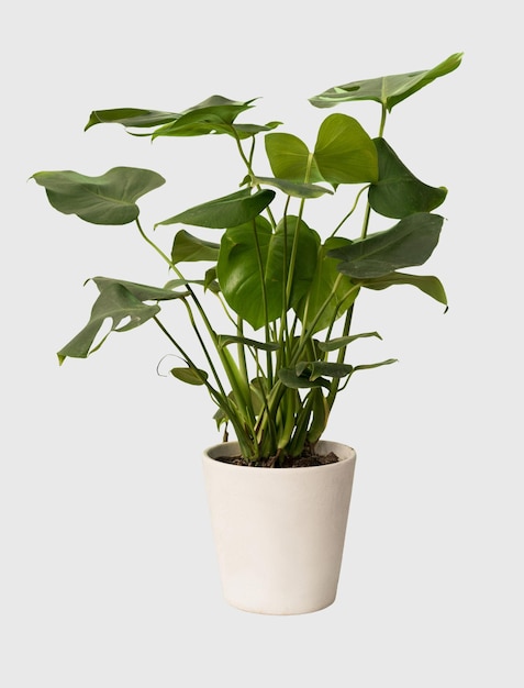 Découper la plante de monstera dans une décoration de maison en pot isolée