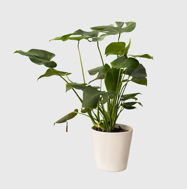 Découper la plante de monstera dans une décoration de maison en pot isolée