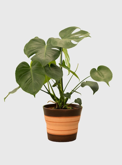 Découper la plante de monstera dans une décoration de maison en pot isolée