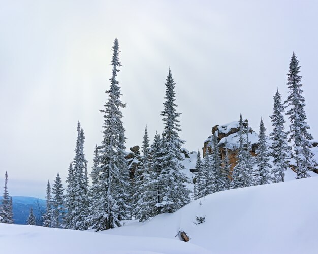 Découvre au sommet du mont Utuya. Paysage forestier d'hiver dans les montagnes de l'Altay. Sibérie, région de Kemerovo, station de ski de Sheregesh