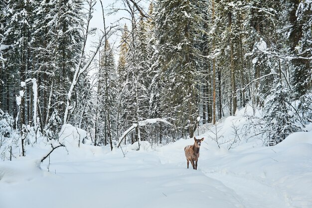 Deer cub sur un sentier dans une forêt d'hiver enneigée