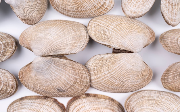 Définir des coquillages isolés sur fond blanc fond blanc avec une texture de coquillages pour le fond