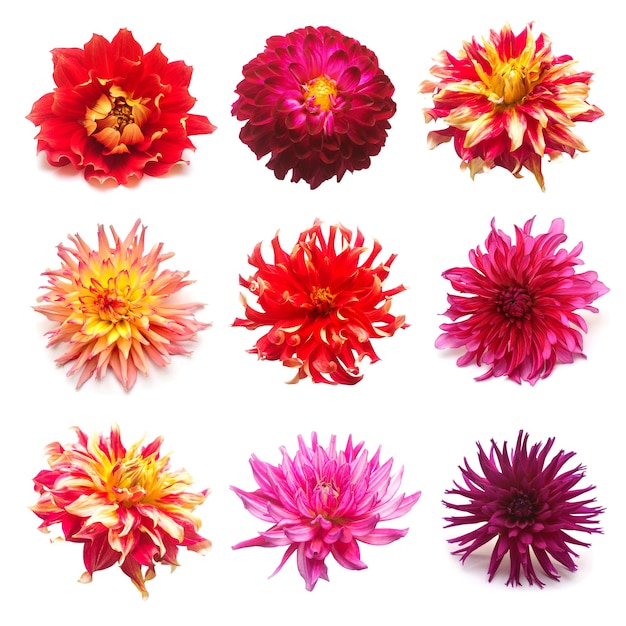 Définir des dahlias de fleurs isolés sur fond blanc. Mise à plat, vue de dessus. Super collection. Pâques. Rose, rouge, violet, jaune, orange