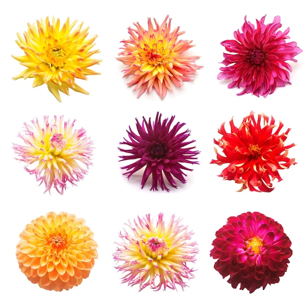 Définir des dahlias de fleurs isolés sur fond blanc. Mise à plat, vue de dessus. Super collection. Pâques. Rose, rouge, violet, jaune, orange