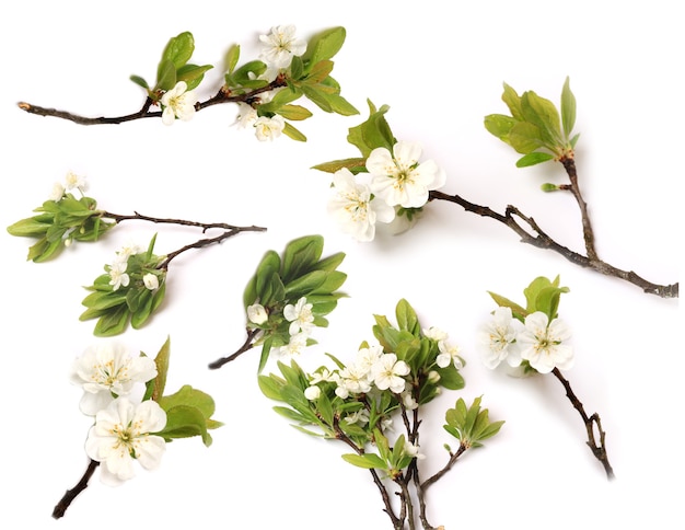 Photo définir la direction générale de l'arbre de poire prune apple blooming isolé sur fond blanc vue de dessus d'un plat couché