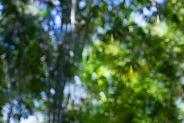 Défocalisation du bokeh de la forêt de bambous