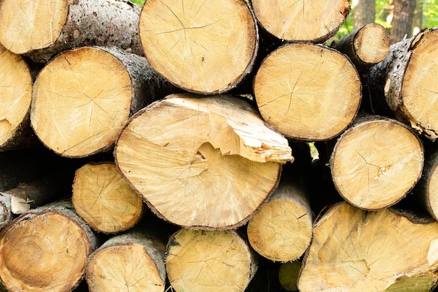 Déforestation Beaucoup de bois Arbres abattus