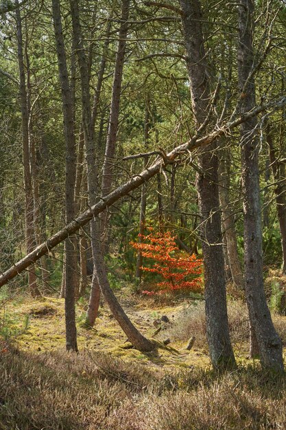 Déforestation de branches de cèdre ou de pin dans des bois calmes en Allemagne Arbres d'automne secs dans une prairie de conifères éloignée Conservation de la nature environnementale et culture de la résine d'une forêt