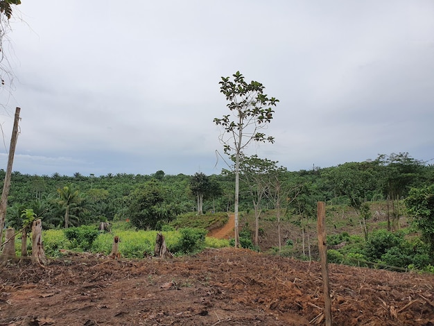 Déforestation catastrophe naturelle forêt tropicale enlevée pour faire des plantations d'huile de palme