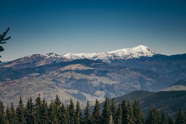 Déforestation des montagnes enneigées et forêt de conifères printemps hiver