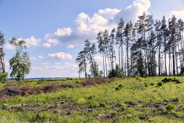 Déforestation et récolte de bois en Europe de l'Est