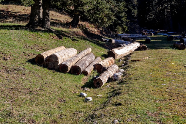 Déforestation sanitaire en montagne