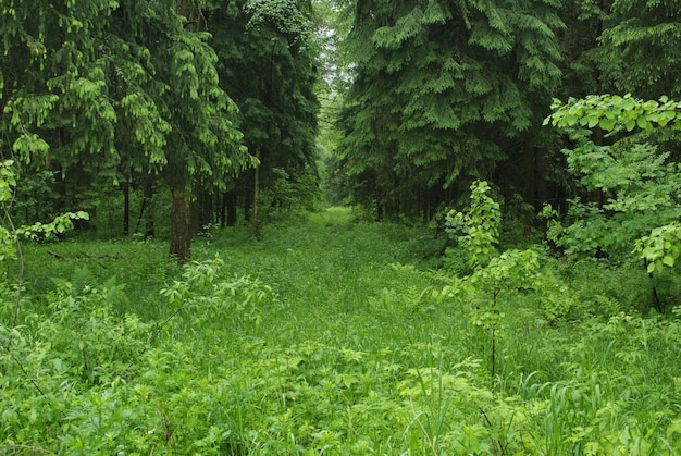 Dégagement dans la forêt par un matin nuageux. La région de Moscou. Russie