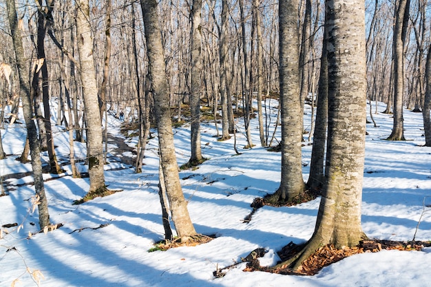 Dégel printanier en forêt