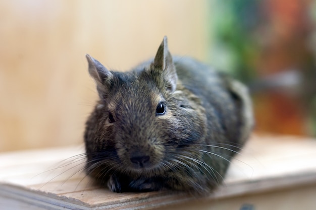 Degu animal se détendre après avoir mangé. animal exotique pour la vie domestique.