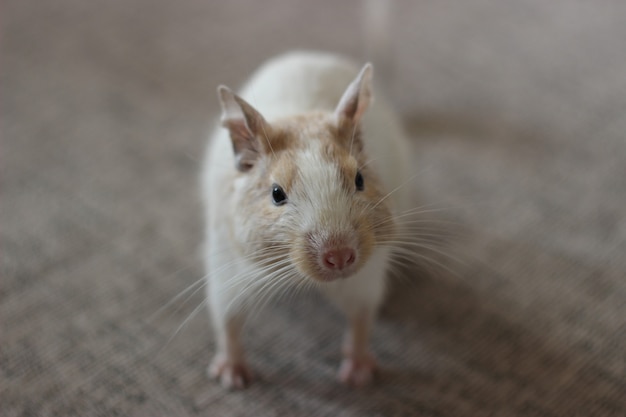 Degu S'assoit Sur La Table Et Regarde Dans Les Yeux. La Couleur Du Degu Est Du Sable Tacheté