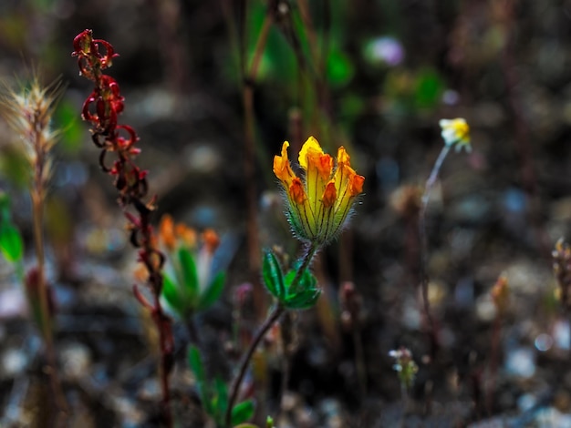 Del campo en primavera