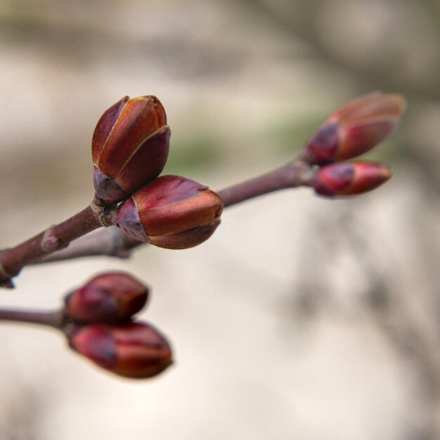 Délicat doux bourgeons de cerise ou de pêche en fleurs de printemps en gros plan