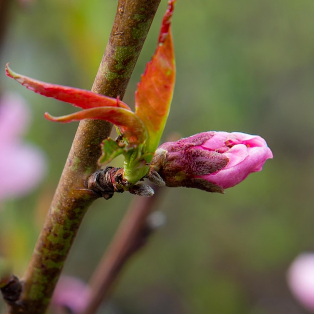 Délicat jolis brins fleuris de pêcher ou de nectarine au printemps